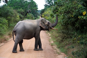 Asian elephant in the Yala National Park, Sri Lanka, South-East Asia