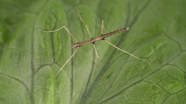 stick insect Medauroida extradentata, family Phasmatidae. Newly hatched, size 1.5 cm, on green leaf. Disguises itself as a twig, which allows it to hide from predators. It feeds on plants.