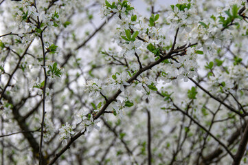 Apple trees and cherries bloom, plums, pears and flowers bloom. 