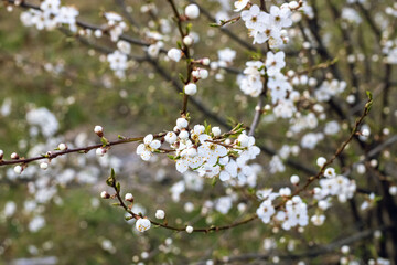 Spring. White flowers on a branch of a blossoming tree