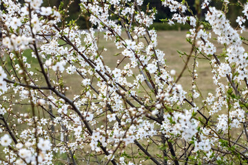 Spring. White flowers on a branch of a blossoming tree