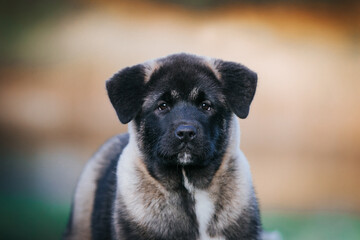 American akita cute puppy outside in the beautiful park. Akita litter in kennel photoshoot.