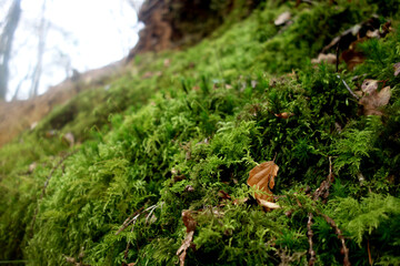 MOUSSE MACRO EN FORET