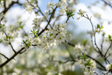 Apple trees and cherries bloom, plums, pears and flowers bloom. 