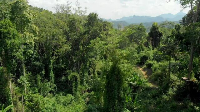 Aerial view of lush jungle forest close flight in Vang Vieng, Laos 1