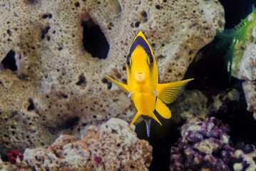 Bicolor angelfish