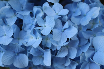 blue hyacinth flower