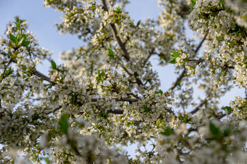 Apple trees and cherries bloom, plums, pears and flowers bloom. 