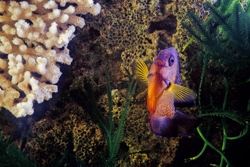 Twospined angelfish