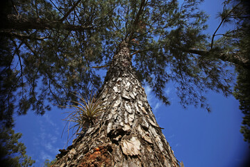 Fototapeta premium Leafy trees and blue sky. Low angle photography. 