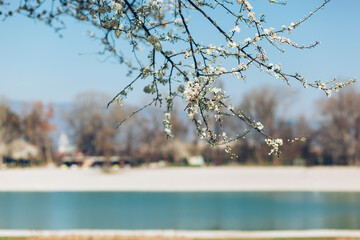 One spring cherry blossom branch in front with beach scene in the background