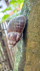 snail on a tree