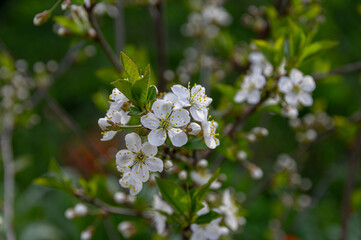 Apple trees and cherries bloom, plums, pears and flowers bloom. 