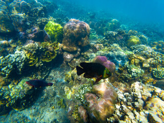 Underwater photo of damselfish and parrotfish in Amed bay on Bali island, Indonesia