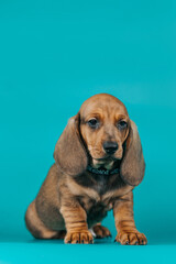 Dachshund puppy posing in blue studio background. Puppy from kennel, purebreed dog.	