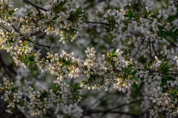 Apple trees and cherries bloom, plums, pears and flowers bloom. 
