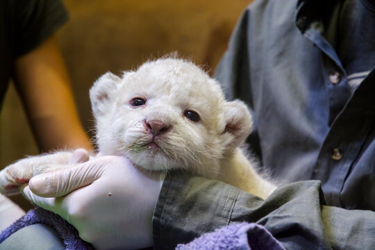 White lion baby in the hands of her zookeeper