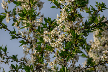 Apple trees and cherries bloom, plums, pears and flowers bloom. 