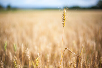 Ukraine. Wheat field. One cone in the zone of sharpness
