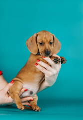 Dachshund puppy posing in blue studio background. Puppy from kennel, purebreed dog.	