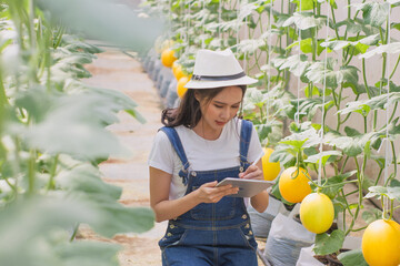 Young woman smart farmers and entrepreneurs happy in garden,use tablet checking quality,and take care melon product,fresh organic in greenhouses,business concept,organic industry,smart agriculture