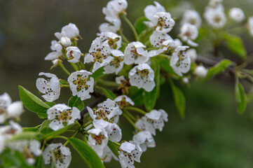 Apple trees and cherries bloom, plums, pears and flowers bloom. 