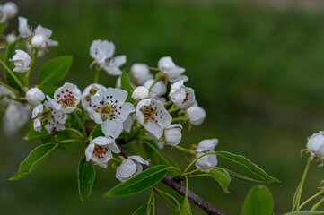 Apple trees and cherries bloom, plums, pears and flowers bloom. 
