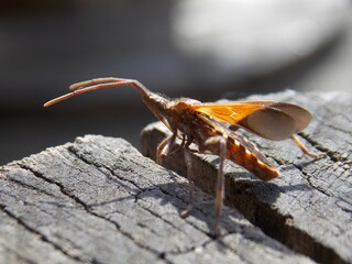 a small brown beetle spread its wings