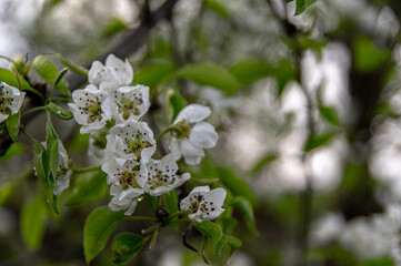 Apple trees and cherries bloom, plums, pears and flowers bloom. 