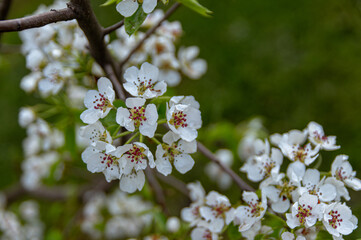 Apple trees and cherries bloom, plums, pears and flowers bloom. 