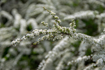 A snow-white fragrance is emitted by a blooming garden.