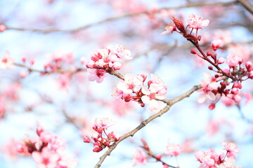 pink cherry blossom