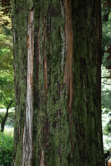 Fototapeta premium 한국