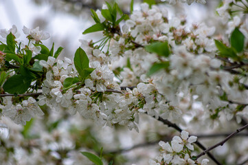 Apple trees and cherries bloom, plums, pears and flowers bloom. 