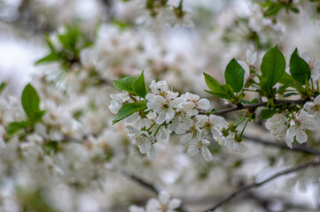 Apple trees and cherries bloom, plums, pears and flowers bloom. 