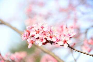tree blossom