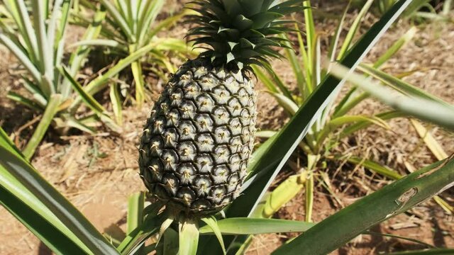 Pineapple Growing on Pineapple Plant. Ananas Bushes Grow Naturally.