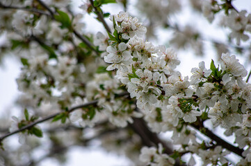 Apple trees and cherries bloom, plums, pears and flowers bloom. 