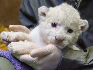 White lion baby in the hands of her zookeeper
