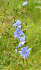 Blossom chicory (Cichorium intybus)