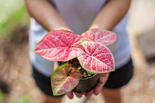 Potted of a pink caladium leaf in a hand.