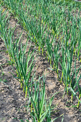 Garlic grows in the open ground