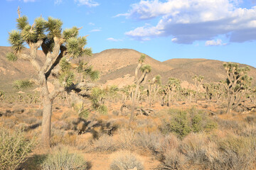 Joshua Tree National Park in California, USA