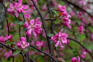 Apple trees and cherries bloom, plums, pears and flowers bloom. 