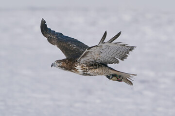 Training a red tailed hawk on a line for falconry sport in winter