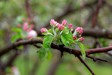 Apple trees and cherries bloom, plums, pears and flowers bloom. 
