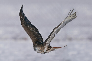 Training a red tailed hawk on a line for falconry sport in winter
