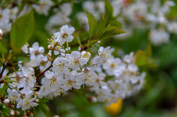 Apple trees and cherries bloom, plums, pears and flowers bloom. 