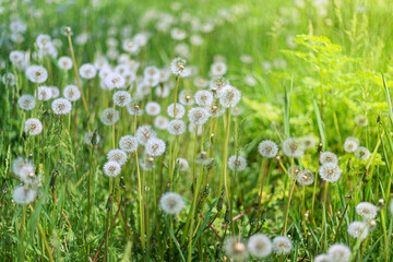Fototapeta premium Lots of dandelions in the meadow on a bright sunny day. Horizontal image with blurred background. Shallow depth of field