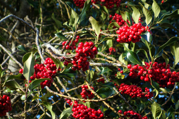 MACRO ARBRE BAIES ROUGES